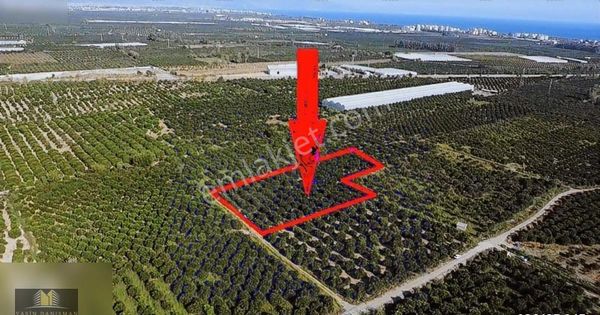 Finike Turunçovada 6.786 M2 Müstakil Parsel Portakal Bahçesi