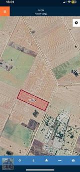 Kavakta Yolu Olan Tarla