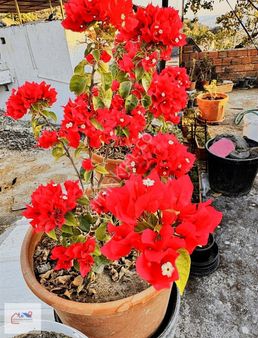 Muğla Milas Kırcağız Da Satılık Köy Evi Gökhan Alkaya Emlaktan