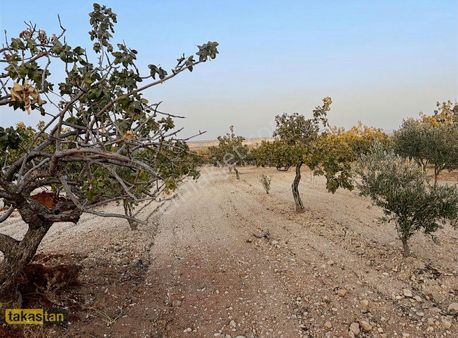 İpekyoluna Yakın Fıstık Tarlası Yatırımlık Geliri Yüksek