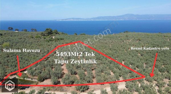 Mudanya Trilye Halilbey'de Satılık 5493mt2 Yola Cephe Zeytinlik