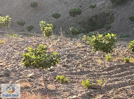 Anadolu Emlak'tan Akmescit Köyünde Satılık İncir Bahçesi