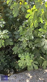 Başkent Gayrimenkulden Tavas Kozlar'da Harika Arazi