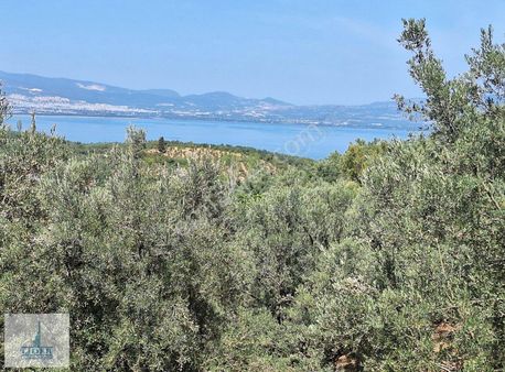 Bursa Orhangazi Yenisölöz Mah. Resmi Yola Cephe Zeytinlik