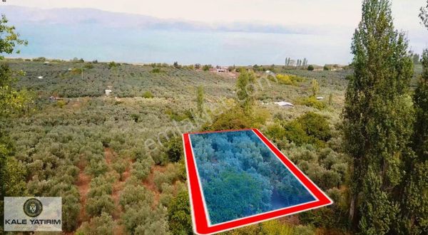Kaleden Paşapınarda 925m² Eşsiz Göl Manzaralı Bakımlı Zeytinlik