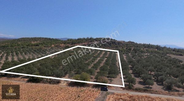 Gelenbe Harika Konumda 11003 M2 Bakımlı Tek Tapu Zeytinlik