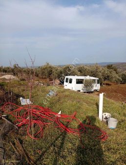 Çanakkale Ezine Karadağ Köyü Satılık Zeytinlik