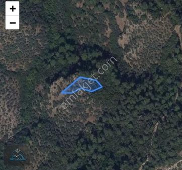 Selanik'ten İzmir Bayındır'da Tek Tapu 1384 M² 50 Adet Zeytinlik