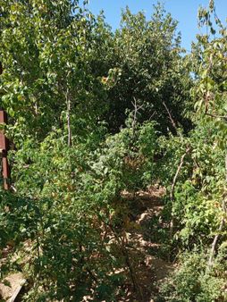 Kemal Emlak'tan Satılık