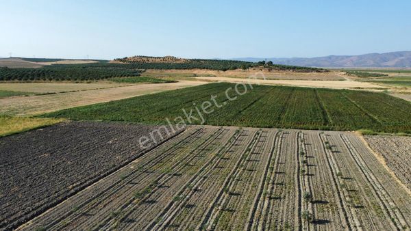 210 Adet Trilye Cinsi Genç Zeytinlik