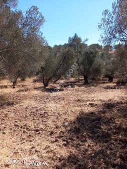 Ayvalık Mutlu Köyde Kaçırılmayacak Fırsatta Zeytinlik