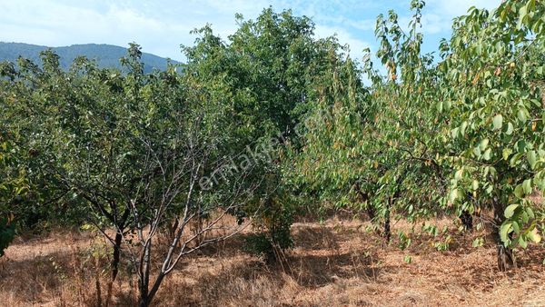 Bayındır Alankıyı Köyünde Satılık İmarlı Bahçeli Ev