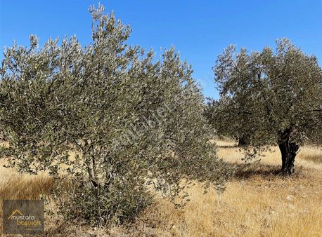 Mustafa Başyiğit Emlaktan Cumhuriyetmah Tek Tapu Zeytinlitarla
