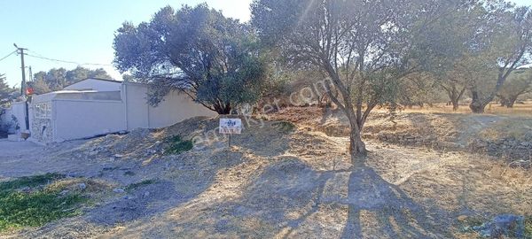 Mordoğan Barış Emlaktan Anayola Cepheli Şok Market Karşısı Satılık Tarla