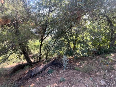 Tuzaklı Mh Hobi Bahçelik 500 M2 Arazi