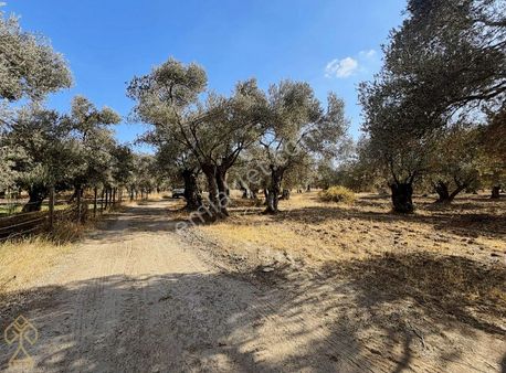 Kıymetli Yerde 25 Ağaç Düz Zemin Satılık Zeytinlik