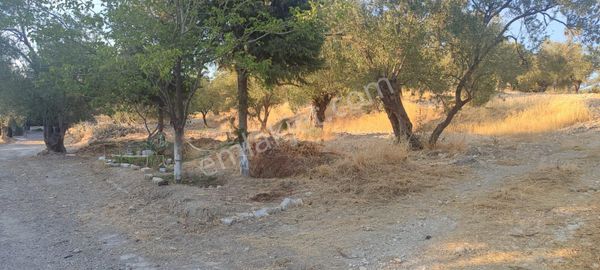 Küçükköy Tuzla’da Satılık 5.099 M² Zeytinlik | Yatırımlık Arazi | Can Emlak Güvencesiyle