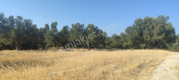 Ayvalık Gazikemalpaşa’da Satılık 2 Ayrı Tapulu Zeytinlik | Toplam 1.264 M² | Can Emlak