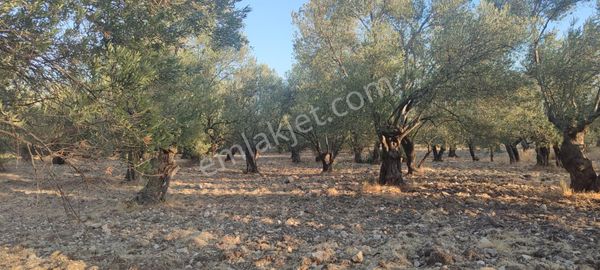 Ayvalık Gazikemalpaşa’da Satılık 3.685 M² Zeytinlik | Pazarlık Payı Vardır | Can Emlak