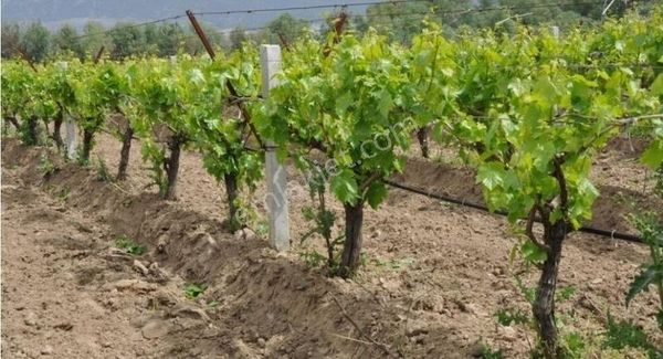 Saruhanlı Kırlar Mevkiinde Satılık Tek Tapulu 3500 M² Bağ