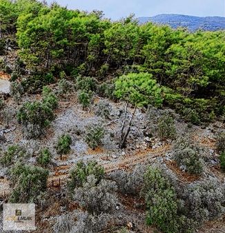 Acil Satılık Muğla Dalaman Şerefler De 1375 M2 Tek Tapu Tarla