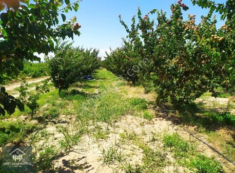 Doğaköy'de Satılık 2946m2 Kayısı Bahçesi