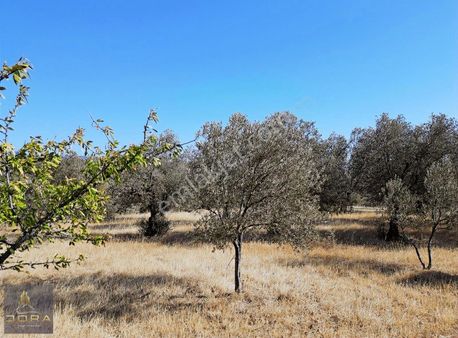 Dora Dan Gömeç Karaağaçta Deniz Manzaralı 3200 M2 Zeytinlik