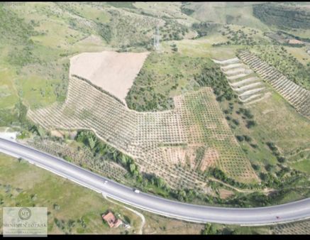 Manisa Alaşehir'de 93.500 M² Zeytinli Arazi