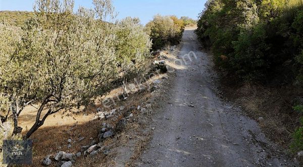 Ezine Körüktaşı Köyünde Satılık Zeytinlik