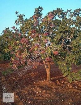 Borsa Gyo'dan Sarıkayada Yatırımlık Fırsat