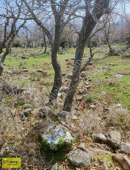 Dikili Deliktaşta Deniz Manzaralı Satılık 35.651 M² Arazi