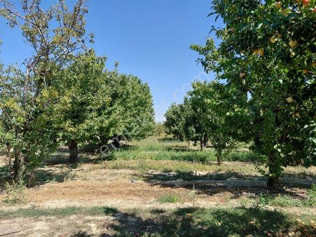 Bizim Emlak'tan Atakent'te 4.783 M² Kiraz Bahçesi