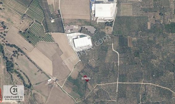 C21 Cius; Gemiç'te Muhteşem Doğa Ve Göl Manzaralı Zeytinlik