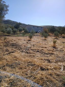 Manisa Saruhanlı Alibeyli Mahallesi (köyü) 2.5 Kat İmarlı Satılık Arsa !!!