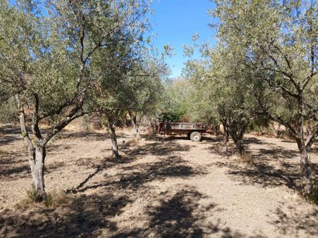 Manisa Saruhanlı Alibeyli Mahallesi (köyü) 2 Dönüm Zeytinlik Satılık !!!