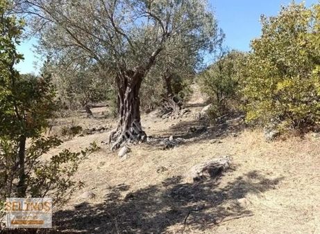 Bergamaya Yakın 12.636 M2 Yolu Olan Arazi