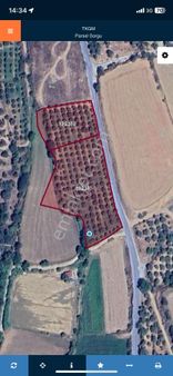 Arpazda 9 Dönüm Zeytinlik