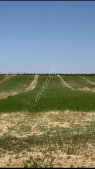 ****yazıhan Duruca Su Mevkinde Yazıhan Mekeze 3.5 Km 100 Da Tek Tapu Satlık Tarla Birim Fiyatı