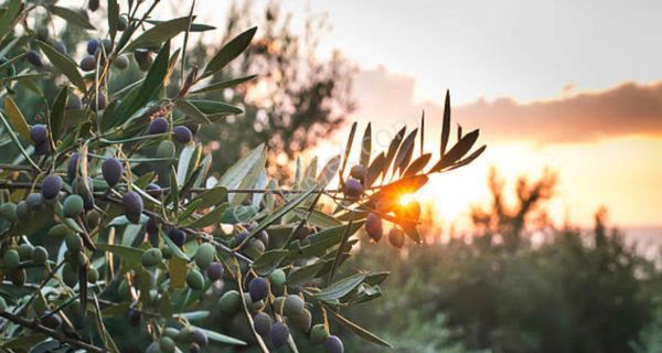 Müstakil Tapu 10 Dönüm Zeytinlik Uygun Fiyata