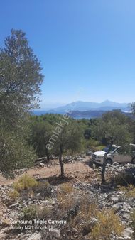 Kapukargında 1440 M2 Zilliyetli Zeytinlik