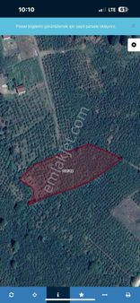 Satılık Fındık Bahçesi Aydınpınar Köyü