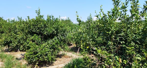 İmara Açık Parsel Ve Limon Bahçesi
