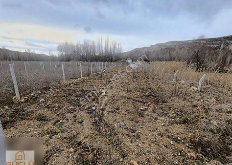 Küçükmuhsine Bölgesi Telli Sulu 200 M2 Bahçe