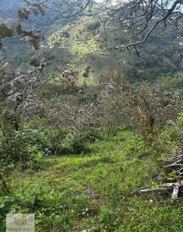 Obhd Global Gayrimenkul'den Görele'de Satılık Fındık Bahçesi