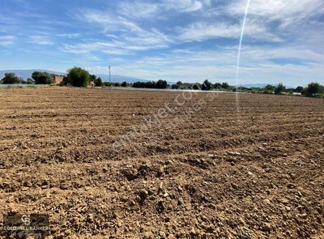 Aydın Sultanhisar 25.220m2 İmar İçinde Satılık Portakal Bahçesi