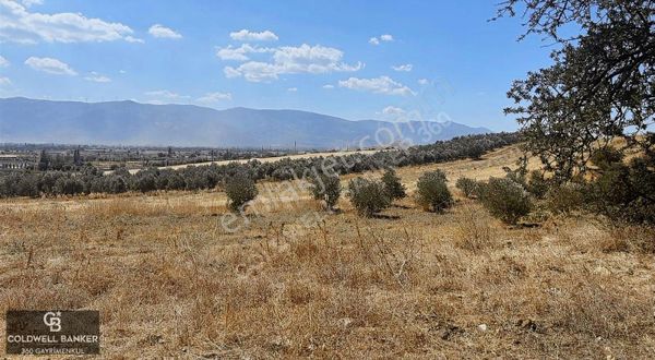 Tire Değirmenbaşında 2.877 M² Genç Zeytinlik Yol Üstü