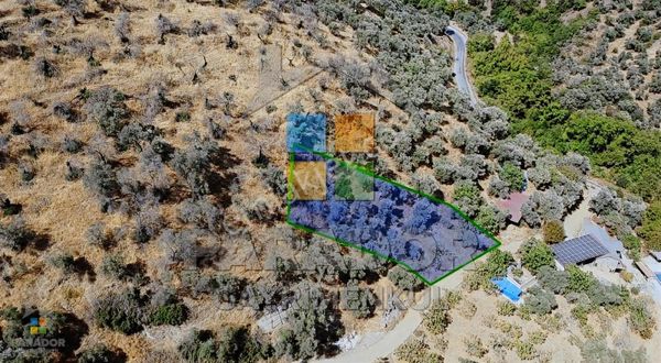 Aydın Sultanhisar Demirhan Mahallesi Satılık 1330 M² Zeytinlik