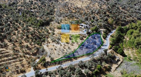 Aydın Sultanhisar Demirhan Mahallesi Satılık 1796 M² Zeytinlik