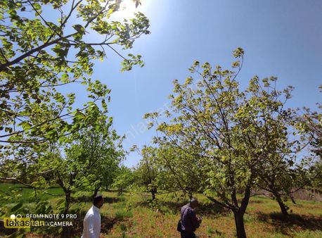 Suboğazı Tek Tapu Mahsüllü Ceviz İmar Yakını Şehre 5 Dk Fırsat