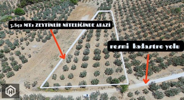 Hasdemir'den Gündoğdu'da Satılık 3892 Mt2 Satılık Zeytinlik